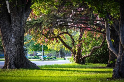 Saskatoon Landscape