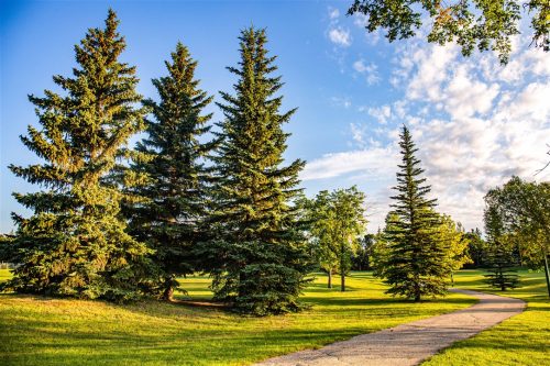 Saskatoon Landscape